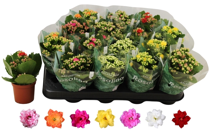 <h4>KAL GE RO GEM 6 KL</h4>