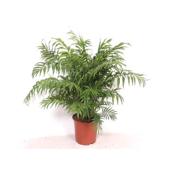 <h4>Chamaedorea elegans</h4>