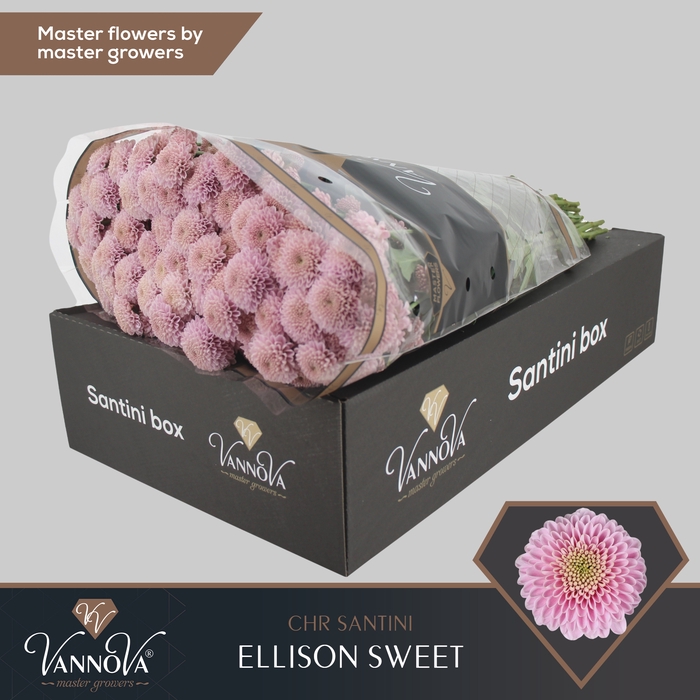 <h4>Chrysanten Chr S Ellison Sweet</h4>