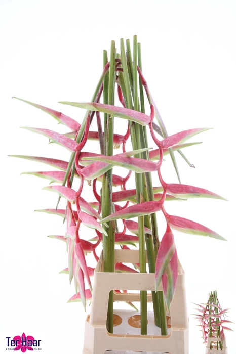 <h4>HELIC CHA SEXY PINK</h4>