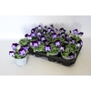 Viola cornuta F1 Denim jump up