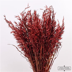 Dried Avena X5 Bordeaux Bunch