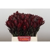 Leucadendron Saf Sunset Dark R.
