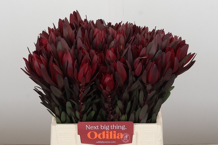 <h4>Leucadendron Saf Sunset Dark R.</h4>
