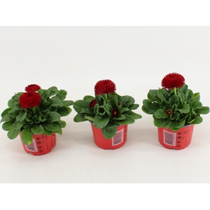 Bellis P Gr Rog Red