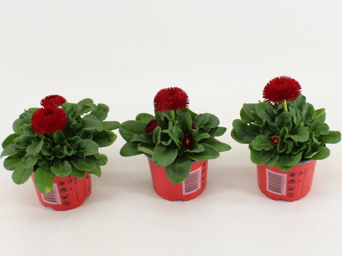 <h4>Bellis P Gr Rog Red</h4>