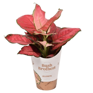 Aglaonema overig