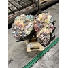 Hydrangea baby blue tinted