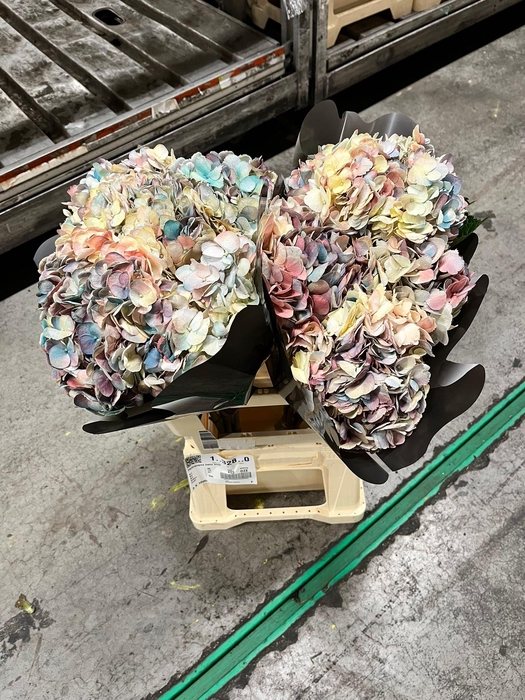 Hydrangea baby blue tinted
