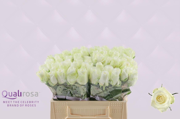 <h4>R Gr Countdown</h4>