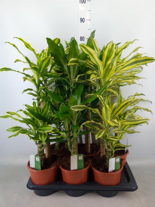 <h4>Dracaena frag.   ...mix 3</h4>