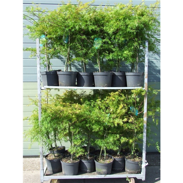 <h4>Acer palmatum 'Emerald Lace' P26 Full CC</h4>