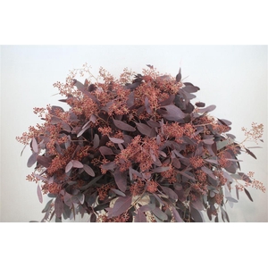 Euca Populus Berry 300gr Abs Red P Bunch