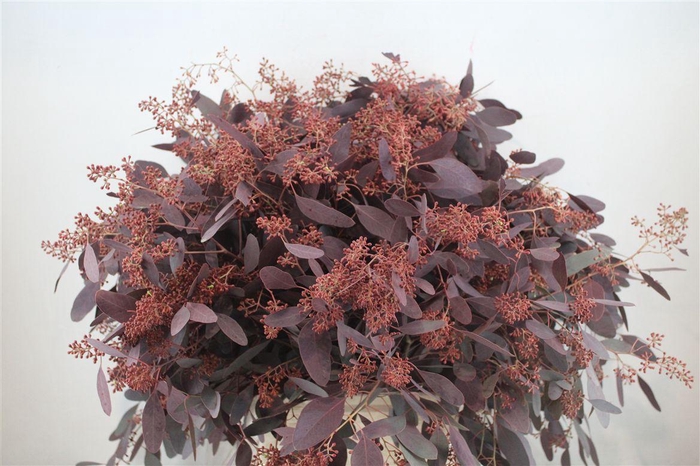 <h4>Euca Populus Berry 300gr Abs Red P Bunch</h4>