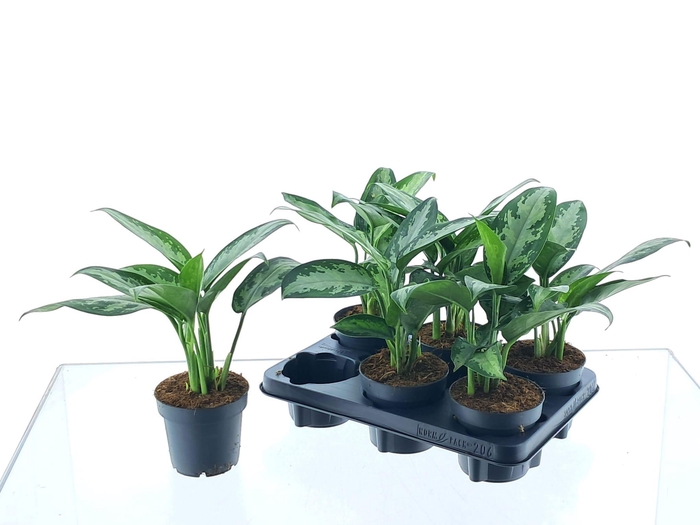 <h4>AGLAO JUBILEE</h4>