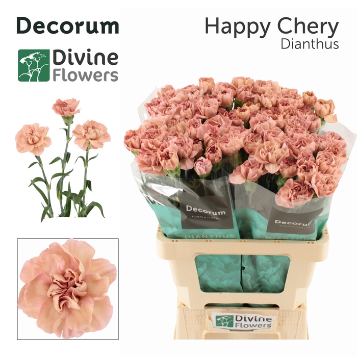 <h4>Di St Happy Chery Divine</h4>