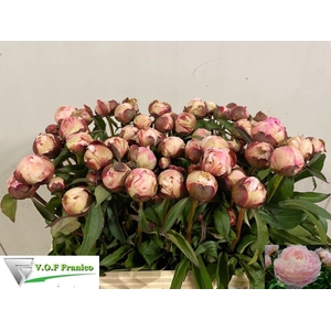 PAEONIA LACT. 'NANCY NORA'