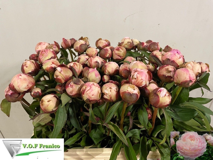 <h4>PAEONIA LACT. 'NANCY NORA'</h4>