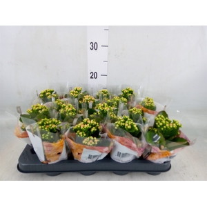 Kalanchoe blos. 'RosDon Alano'