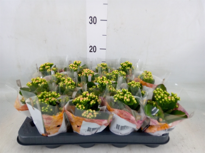 <h4>Kalanchoe blos. 'RosDon Alano'</h4>