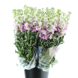 Matth Incana Iron White / Pink