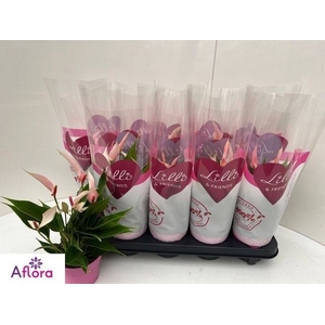 ANTHU LILLI