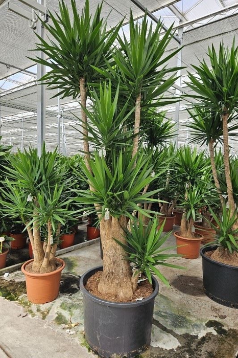 <h4>Yucca elephantipes over</h4>