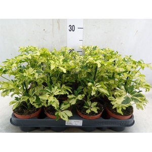Schefflera arbor. 'Janine'