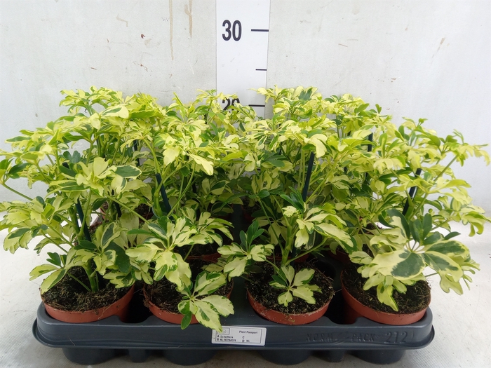 <h4>Schefflera arbor. 'Janine'</h4>