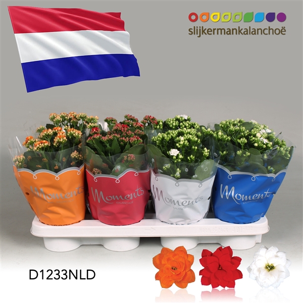 <h4>Kalanchoe Moments - Netherlands flag</h4>