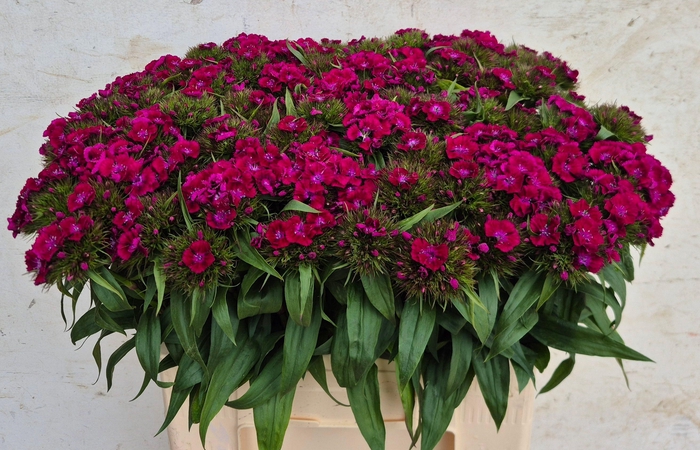 <h4>DI BARB B PURPER</h4>