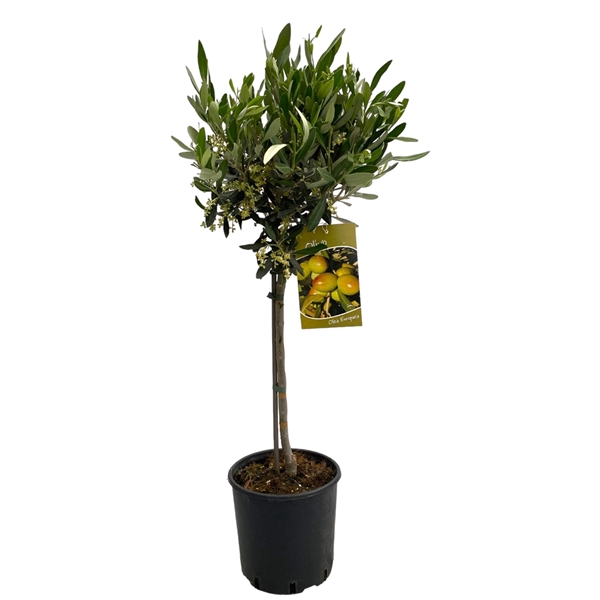 <h4>Olea europaea "op stam"</h4>