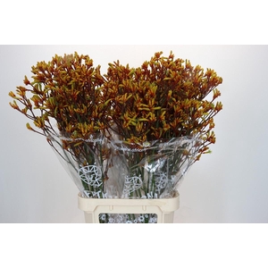 Anigozanthos Gold Fever