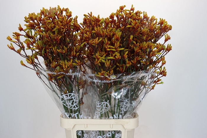 Kangaroo Paw Gold Fever