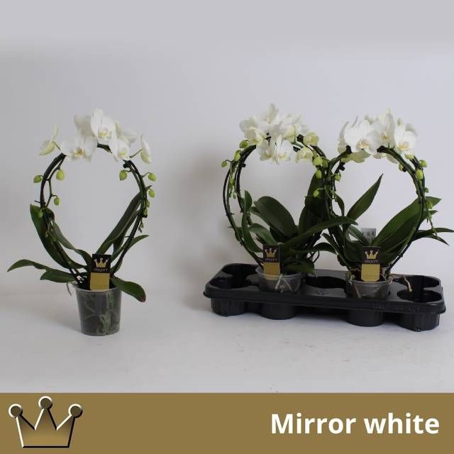 <h4>PHAL EL CASCADE</h4>