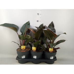 Philodendron  'Imperial Red'