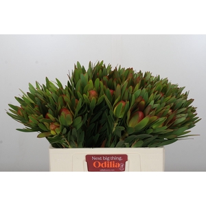 Leucadendron Ayoba African Sky