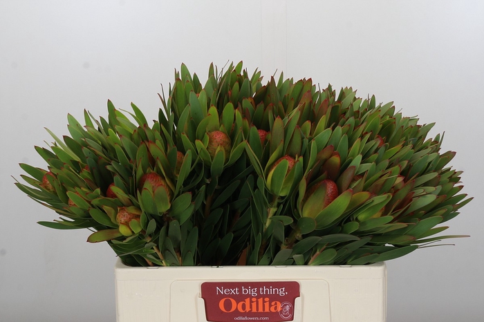 <h4>Leucadendron Ayoba African Sky</h4>