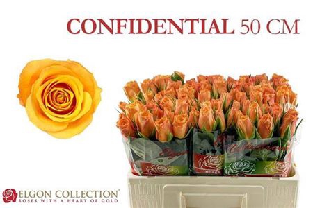 <h4>Rosa grootbloemig Confidens</h4>