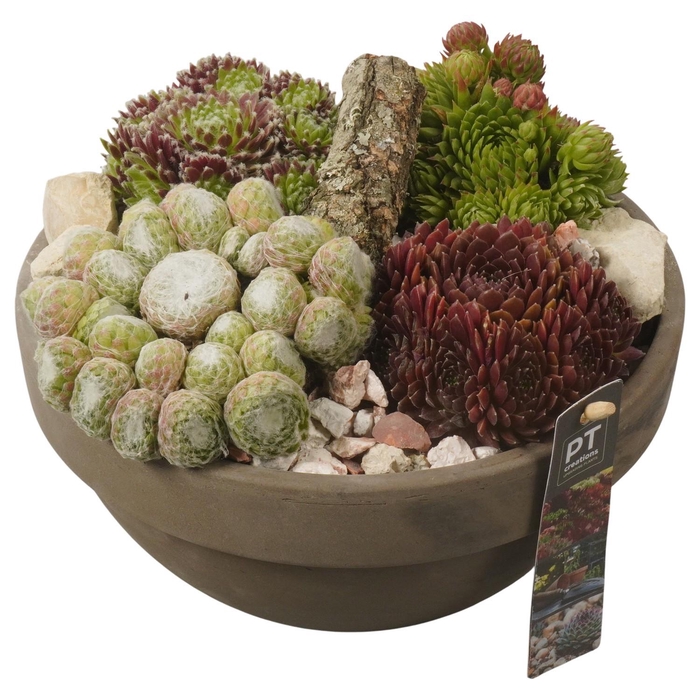 <h4>PTS7411 Arrangement Sempervivum in terracotta schaal</h4>
