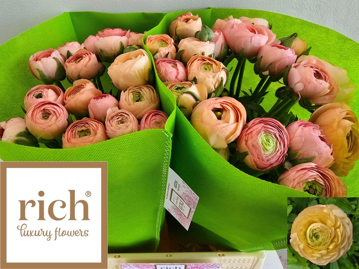 <h4>RAN EL SALMON</h4>