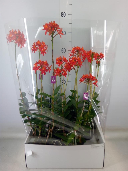 <h4>Epidendrum   ...</h4>