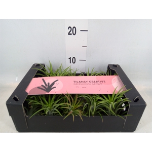 Tillandsia ionantha