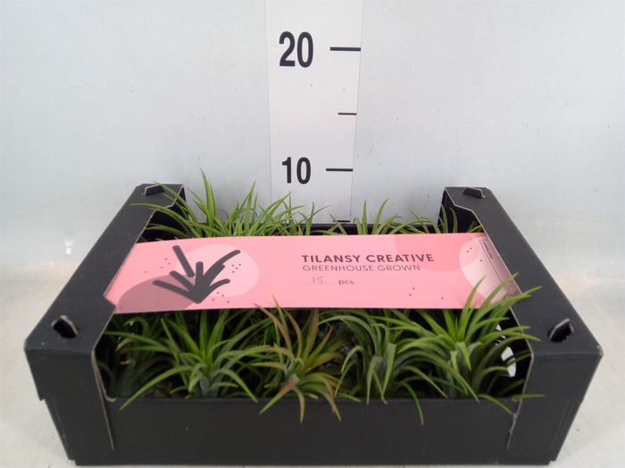 <h4>Tillandsia ionantha</h4>