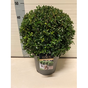 ILEX CR LUXUS GLOBE