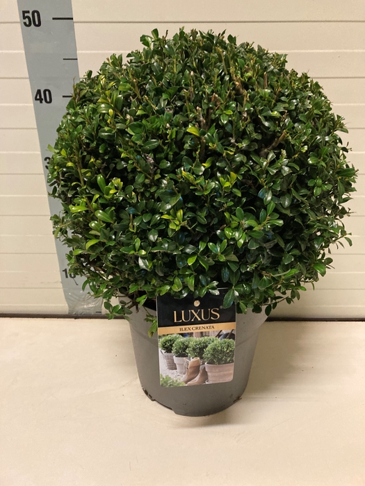 <h4>ILEX CR LUXUS GLOBE</h4>