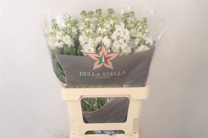 <h4>MATTH IRON WHITE</h4>