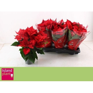 EUPHOR P CHR UNIVERS