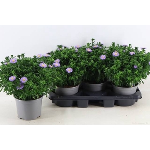 ASTER D AL PURPLE RO