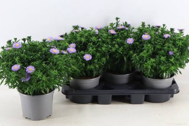 <h4>ASTER D AL D PURP LA</h4>